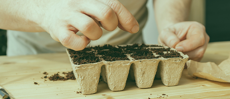 ¿cuánto tardan en germinar las semillas de marihuana?